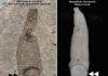 Rare fossil reveals ancient leeches weren’t bloodsuckers The fossil leech compared with a modern leech. Double arrows indicate the large caudal sucker used for attachment, single arrows indicate body annulations. Credit: Andrew J Wendruff/Otterbein University and Takafumi Nakano/Kyoto University