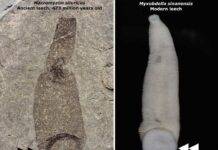 Rare fossil reveals ancient leeches weren’t bloodsuckers The fossil leech compared with a modern leech. Double arrows indicate the large caudal sucker used for attachment, single arrows indicate body annulations. Credit: Andrew J Wendruff/Otterbein University and Takafumi Nakano/Kyoto University