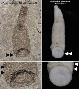 The fossil leech compared with a modern leech. Double arrows indicate the large caudal sucker used for attachment, single arrows indicate body annulations. Credit: Andrew J Wendruff/Otterbein University and Takafumi Nakano/Kyoto University