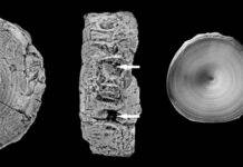 An old fish fossil tells a new story about lamniform shark evolution On the left, one of the gigantic cardabiodontid fossils (NTM P22-33) with a diameter of 12.5 cm (courtesy of Dr. Mohamed Bazzi); on the right, anterior or posterior, dorsal, anterior, and dorsal fossils from a 5-meter-long (16.4 feet) adult Great White shark, Carcharodon carcharias (LACM I-35875-1). Credit: Mike Newbrey