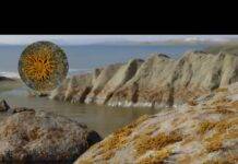 Fossil lichen from Devonian era shows how fungi-algae alliance paved way for terrestrial life Credit: J. Lacerda