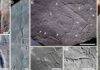 Oldest known 3D burrow systems uncovered in Hubei’s Shibantan biota Treptichnus in the Shibantan assemblage in the Wuhe area. Credit: NIGPAS