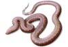 ‘Weird’ new species of ancient fossil snake discovered in southern England The new fossil snake species, Paradoxophidion richardoweni, lived in a much warmer England more than 37 million years ago. Credit: Jaime Chirinos