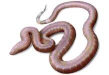 ‘Weird’ new species of ancient fossil snake discovered in southern England The new fossil snake species, Paradoxophidion richardoweni, lived in a much warmer England more than 37 million years ago. Credit: Jaime Chirinos