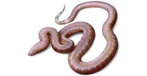 The new fossil snake species, Paradoxophidion richardoweni, lived in a much warmer England more than 37 million years ago. Credit: Jaime Chirinos
