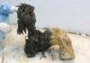 World’s oldest RNA extracted from woolly mammoth One of Yuka's legs, illustrating the exceptional preservation of the lower part of the leg after the skin had been removed, which enabled recovery of ancient RNA molecules. Photo credit: Valeri Plotnikov. Credit: Valeri Plotnikov