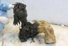 World’s oldest RNA extracted from woolly mammoth One of Yuka's legs, illustrating the exceptional preservation of the lower part of the leg after the skin had been removed, which enabled recovery of ancient RNA molecules. Photo credit: Valeri Plotnikov. Credit: Valeri Plotnikov