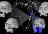 1.5-million-year-old fossil face is forcing a rethink of human origins Map showing potential migration routes of the human ancestor, Homo erectus, in Africa, Europe, and Asia during the early Pleistocene. Key fossils of Homo erectus and the earlier Homo habilis species are shown, including the new face reconstruction of the DAN5 fossil from Gona, Ethiopia dated to 1.5 million years ago. Credit: Dr. Karen L. Baab. Scans provided by National Museum of Ethiopia, National Museums of Kenya and Georgian National Museum
