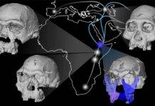 1.5-million-year-old fossil face is forcing a rethink of human origins Map showing potential migration routes of the human ancestor, Homo erectus, in Africa, Europe, and Asia during the early Pleistocene. Key fossils of Homo erectus and the earlier Homo habilis species are shown, including the new face reconstruction of the DAN5 fossil from Gona, Ethiopia dated to 1.5 million years ago. Credit: Dr. Karen L. Baab. Scans provided by National Museum of Ethiopia, National Museums of Kenya and Georgian National Museum
