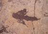 16,000 fossil footprints in central Bolivia reveal dinosaur behavior A petrified footprint by a dinosaur is visible in Carreras Pampa in Toro Toro National Park, north of Potosi, Bolivia, Saturday, Dec. 6, 2025. Credit: AP Photo/Juan Karita