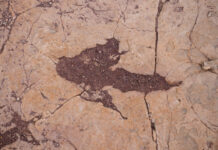 16,000 fossil footprints in central Bolivia reveal dinosaur behavior A petrified footprint by a dinosaur is visible in Carreras Pampa in Toro Toro National Park, north of Potosi, Bolivia, Saturday, Dec. 6, 2025. Credit: AP Photo/Juan Karita