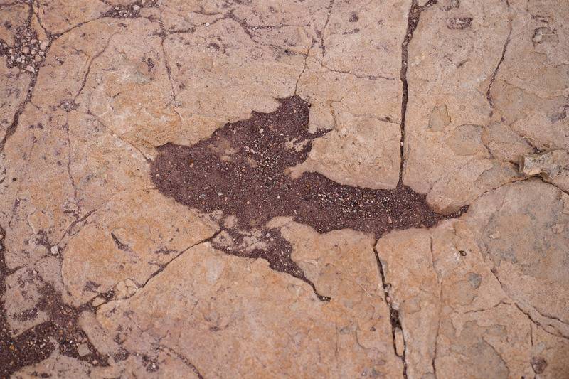 16,000 fossil footprints in central Bolivia reveal dinosaur behavior