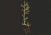 A 400-million-year-old plant creates water so weird it looks alien Other plants found in the Rhynie Chert have a range of different vascular systems. Asteroxylon, for example, already has xylem and phloem. © The Trustees of the Natural History Museum, London