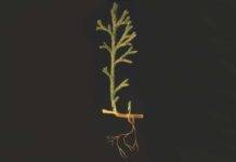 A 400-million-year-old plant creates water so weird it looks alien Other plants found in the Rhynie Chert have a range of different vascular systems. Asteroxylon, for example, already has xylem and phloem. © The Trustees of the Natural History Museum, London
