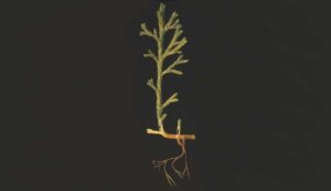 Other plants found in the Rhynie Chert have a range of different vascular systems. Asteroxylon, for example, already has xylem and phloem. © The Trustees of the Natural History Museum, London