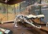 Decades-long quest leads to first scholarly accurate fossil replica of ‘dinosaur-killer’ croc The fossil replica of Deinosuchus schwimmeri on display in the Tellus Science Museum. Credit: Tellus Science Museum