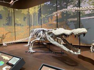 The fossil replica of Deinosuchus schwimmeri on display in the Tellus Science Museum. Credit: Tellus Science Museum