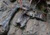 Dinosaur bones found almost on top of each other in Transylvania The bones were lying almost on top of each other in the layer. Credit: ELTE Eötvös Loránd University