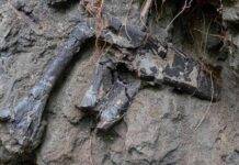 Dinosaur bones found almost on top of each other in Transylvania The bones were lying almost on top of each other in the layer. Credit: ELTE Eötvös Loránd University