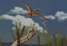Fossil brain scans show pterosaurs evolved flight in a flash Reconstruction of a Late Triassic landscape (approximately 215 million years ago). A lagerpetid, a close relative of pterosaurs, is perched on a rock, observing pterosaurs flying overhead. Credit: Matheus Fernandes, edited