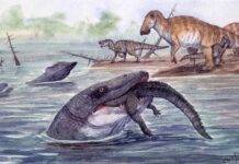 Giant sea monsters lived in rivers at the end of the dinosaur age The Hell Creek Mosasaur. Credit: Christopher DiPiazza