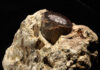 Metabolic analyses of animal fossils help scientists reconstruct million-year-old environments Antelope bone fragment in rock from the 3-million-year-old early human site, Makapansgaat (South Africa). Its bone marrow cavity is filled with a white carbonate-rich precipitate. Paleometabolomics can describe the well-being of that animal and provide ultrafine-scale reconstructions of its paleoecology. Credit: Timothy Bromage and Bin Hu, NYU College of Dentistry