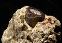 Metabolic analyses of animal fossils help scientists reconstruct million-year-old environments Antelope bone fragment in rock from the 3-million-year-old early human site, Makapansgaat (South Africa). Its bone marrow cavity is filled with a white carbonate-rich precipitate. Paleometabolomics can describe the well-being of that animal and provide ultrafine-scale reconstructions of its paleoecology. Credit: Timothy Bromage and Bin Hu, NYU College of Dentistry