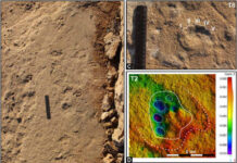 Prehistoric elephant footprints documented for first time in Murcia’s fossil dunes Mustelipeda aff. punctata Kordos. Credit: Quaternary Science Reviews (2025). DOI: 10.1016/j.quascirev.2025.109631