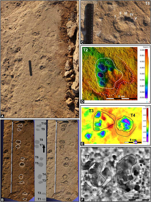 Prehistoric elephant footprints documented for first time in Murcia’s fossil dunes