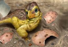 Scientists found a hidden clock inside dinosaur eggshells Artistic reconstruction of a newly hatched troodontid-like dinosaur resting among fragments of its eggshell (loosely based on Mongolian microtroodontid-type). These eggshells, when buried within ancient soil, interacted with meteoric waters, leading to early uranium incorporation into the eggshell calcite crystals. Credit: Eva Utsukiyouhei (宇津城遥平)