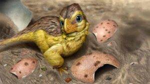 Artistic reconstruction of a newly hatched troodontid-like dinosaur resting among fragments of its eggshell (loosely based on Mongolian microtroodontid-type). These eggshells, when buried within ancient soil, interacted with meteoric waters, leading to early uranium incorporation into the eggshell calcite crystals. Credit: Eva Utsukiyouhei (宇津城遥平)