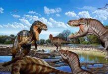 This rare bone finally settles the Nanotyrannus mystery A Late Cretaceous face-off between an adult Nanotyrannus (left) and two juvenile T. rex, with a sub-adult T. rex watching from a distance. The scene evokes a preface to the NHMLAC’s famous T. rex trio on display in the Jane G. Pisano Dinosaur Hall. Credit: Jorge Gonzalez