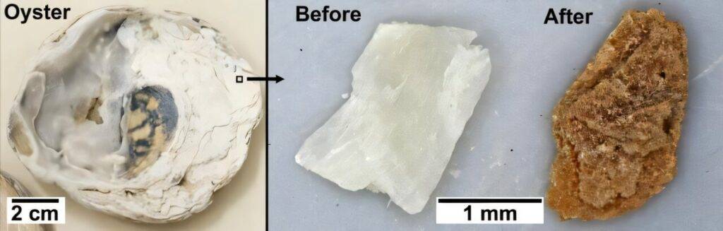 Discarded Shells Discarded oyster shells may pull rare earth metals from polluted water ...