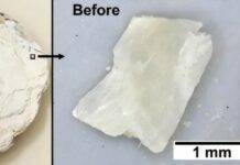 Discarded oyster shells may pull rare earth metals from polluted water The process in action on an oyster shell. Credit: Trinity College Dublin