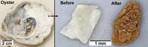 The process in action on an oyster shell. Credit: Trinity College Dublin