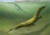 Lost fossils reveal sea monsters that took over after Earth’s greatest extinction The ancient marine amphibians Erythrobatrachus (foreground) and Aphaneramma (background) swimming along the coast of what is now far norther Western Australia 250 million years ago. Credit: Pollyanna von Knorring (Swedish Museum of Natural History), edited