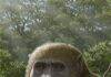 Masripithecus: A new Miocene ape from Egypt sheds light on the origins of modern apes Reconstruction of Masripithecus moghraensis by Mauricio Antón. Credit: Copyrights belong to Professor Hesham Sallam