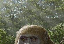 Masripithecus: A new Miocene ape from Egypt sheds light on the origins of modern apes Reconstruction of Masripithecus moghraensis by Mauricio Antón. Credit: Copyrights belong to Professor Hesham Sallam