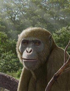 Reconstruction of Masripithecus moghraensis by Mauricio Antón.Credit: Copyrights belong to Professor Hesham Sallam 
