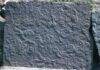 Trace Fossil Ichnology: Reconstructing Ancient Behavior Trace Fossil