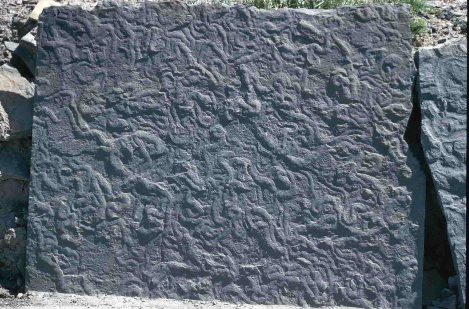 Trace Fossil Ichnology: Reconstructing Ancient Behavior | Geology Page