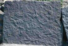 Trace Fossil Ichnology: Reconstructing Ancient Behavior Trace Fossil