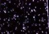 New ice core studies expand histories of greenhouse gases and ocean temperature to 3 million years Bubbles trapped in ancient Antarctic ice.