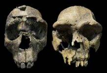 Scientists just discovered Africa is closer to breaking apart than we thought Homo erectus crania from the Turkana Rift. Left: WT 15000, ‘Turkana Boy’ from West Turkana. Right: ER 3733 from East Turkana. Photo: John Rowan