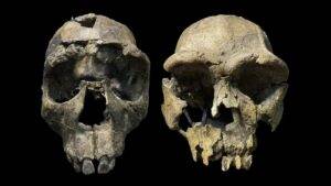 Homo erectus crania from the Turkana Rift. Left: WT 15000, ‘Turkana Boy’ from West Turkana. Right: ER 3733 from East Turkana. Photo: John Rowan