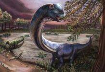 Southeast Asia’s biggest dinosaur discovered Artistic illustration of a Natagitan. Credit: Patchanop Boonsai.