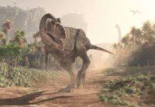Why meat-eating dinosaurs like T. rex evolved tiny arms Artistic illustration of a T. rex. Credit: iStock / Orla