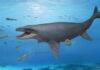 Japan’s first mosasaur premaxilla fossil hints at a new species Reconstruction of the mosasaur fossil from Kaizuka City, Osaka Prefecture, reported in this study. © Satoshi Kawasaki