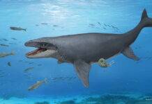 Japan’s first mosasaur premaxilla fossil hints at a new species Reconstruction of the mosasaur fossil from Kaizuka City, Osaka Prefecture, reported in this study. © Satoshi Kawasaki