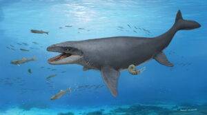 Reconstruction of the mosasaur fossil from Kaizuka City, Osaka Prefecture, reported in this study. © Satoshi Kawasaki